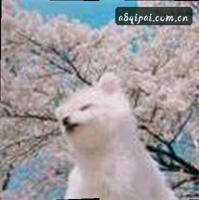 刘鑫